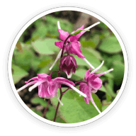 Quietum plus -Ingredients